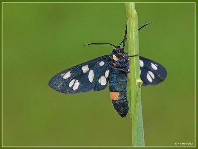 Phegeavlinder - Amata phegea