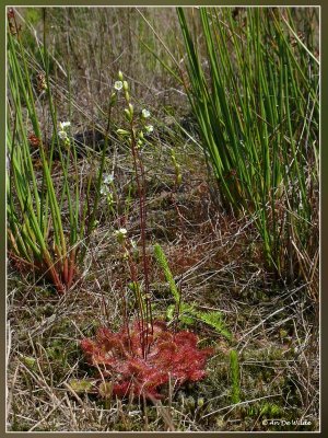 Ronde zonnedauw - Drosera rotundifolia