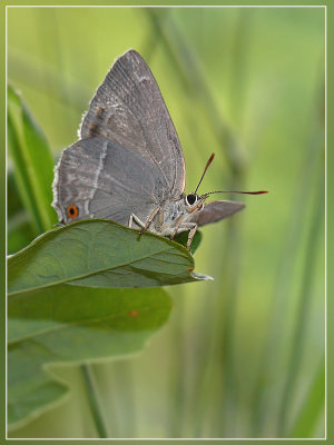 Eikenpage - Neozephyrus quercus