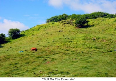 073  Bull On The Mountain.jpg