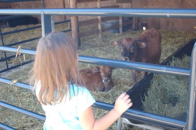 meeting the dairy cows in training