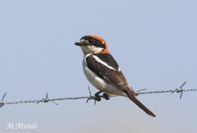 Woodchat Shrike