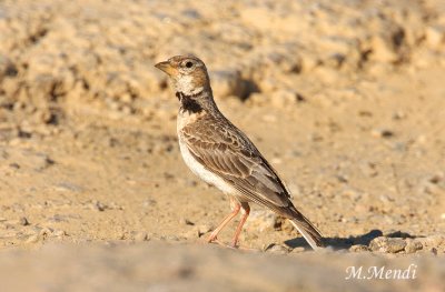 Calandra Lark