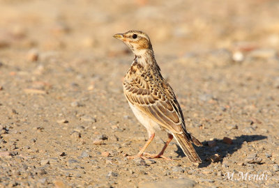 Calandra Lark