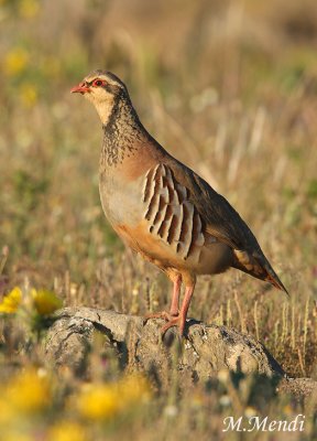 Red-legged Partridge