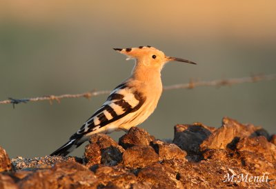 Hoopoe