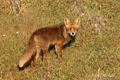 Red Fox