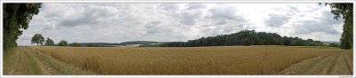 Wheat Field