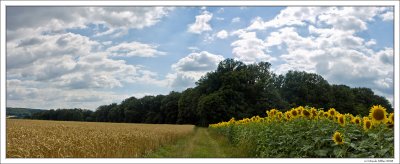 Wheat and Sunflower Fields