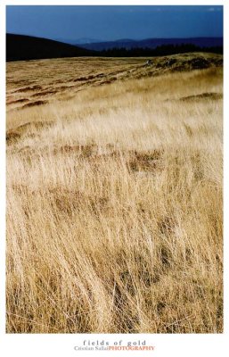 fields of gold - www.cristiansallai.blogspot.com