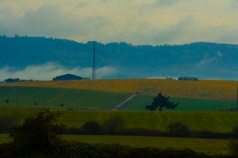 Vineyard w/ Lifting Fog