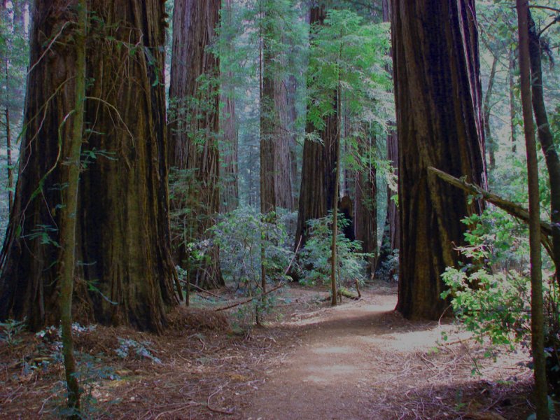 Trail In The Redwoods