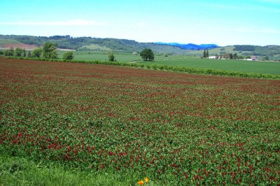 Clover 3