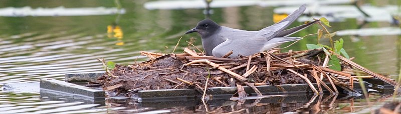 zwarte stern op nest jutjesriet 26-5-2006