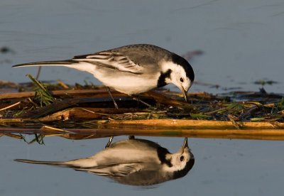 witte kwikstaart, pied wagtail
