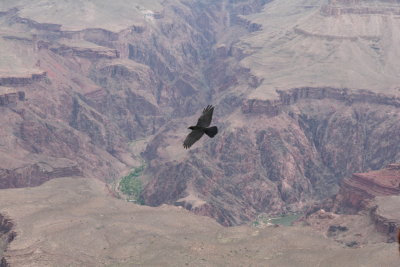 crow over the canyon