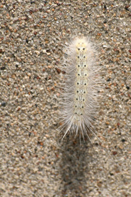 very hairy caterpillar