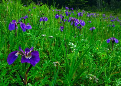 Iris