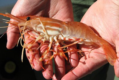 Spotted Shrimp (aka Cold Water Prawn)