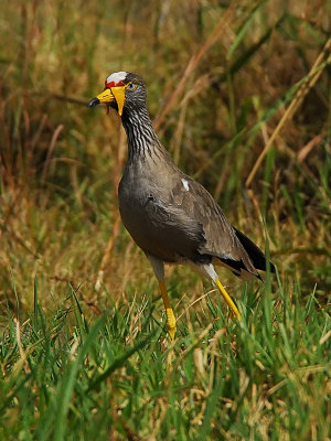 Wattled Lapwing - Africa