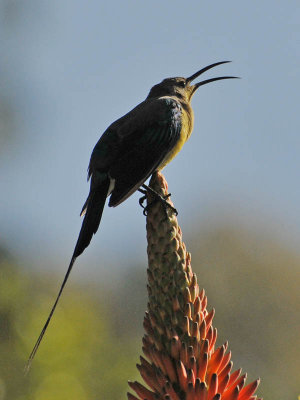 double-collarred Sunbird (female)