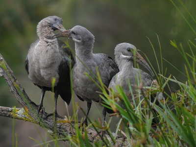 hadeda ibis grooming each other