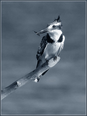 pied king fisher