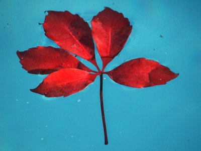 June 24 - Autumn Redish leaf