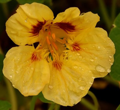 June 28 - Yellow Nasturtium