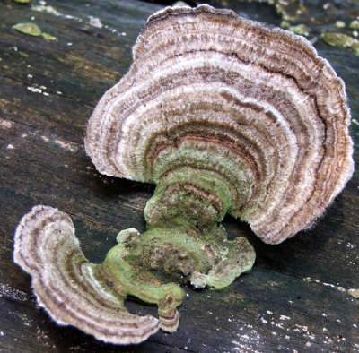 june 29 - fungi