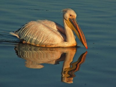 Pelican reflection