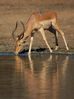 Thirsty Impala