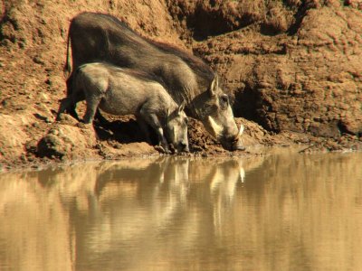 Warthogs drinking