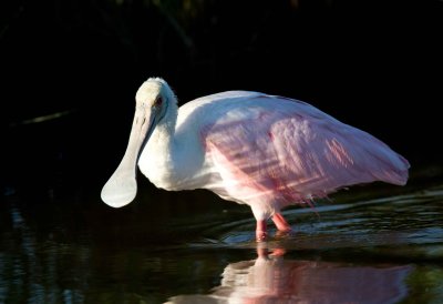 Roseate Spoonbill