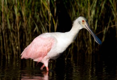 Roseate Spoonbill