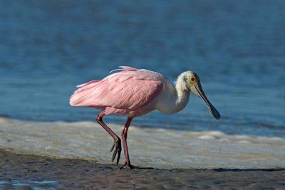 Roseate Spoonbill