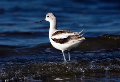 American Avocet