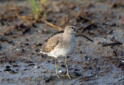 Short Billed Dowitcher