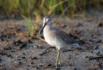 Short Billed Dowitcher