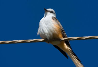 Scissor tailed Flycatcher