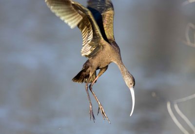 White Faced Ibis