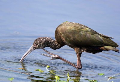 White Faced Ibis