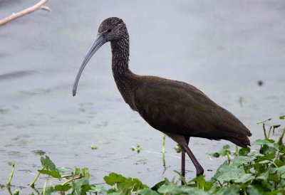 White Faced Ibis