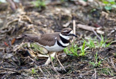 Kildeer