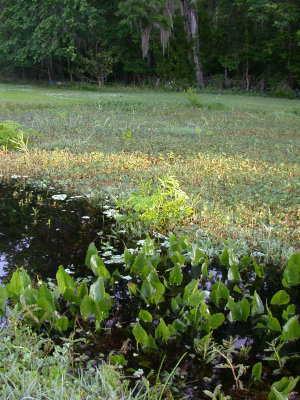 Camping in St. Augustine