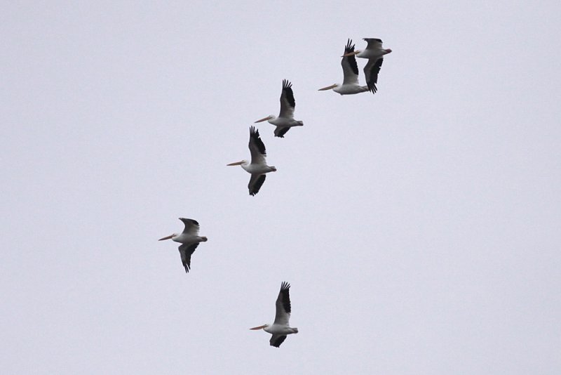 American White Pelicans