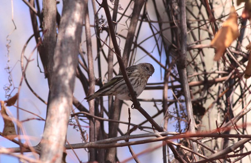 Pine Siskin