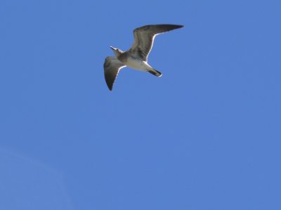 Laughing Gull