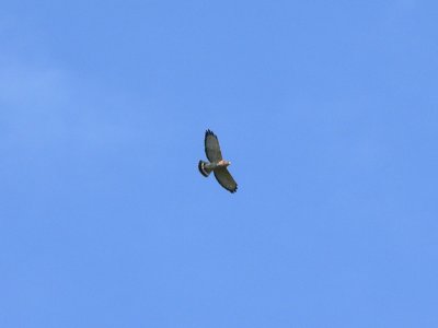 Broad-winged Hawk.