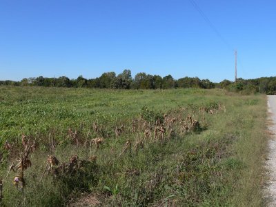 Clay-colored habitat